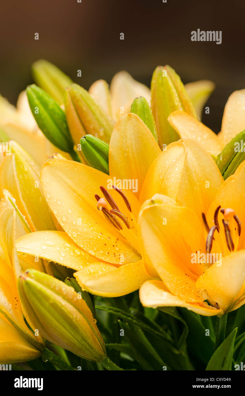trumpet-lilies-hi-res-stock-photography-and-images-alamy