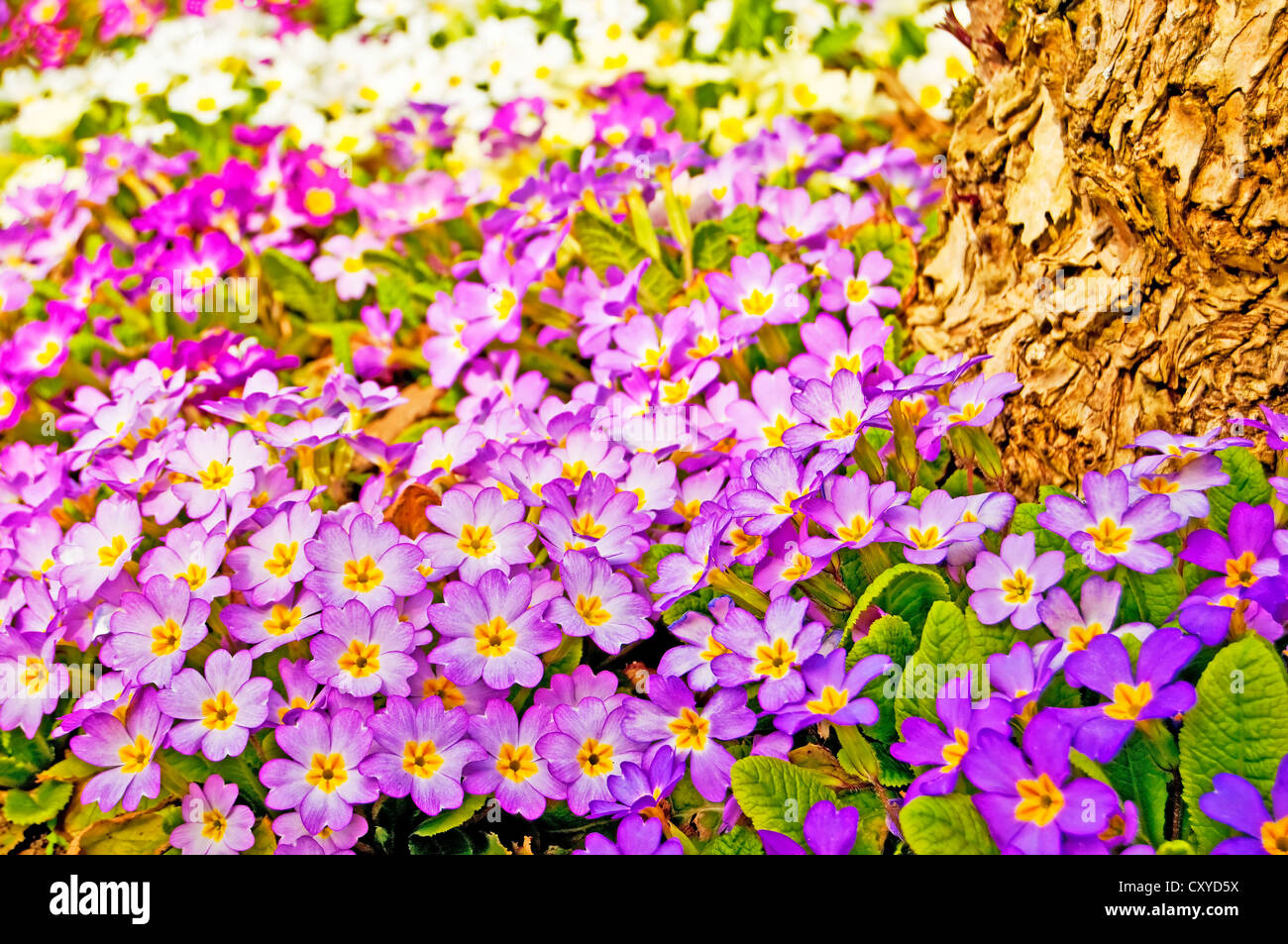 Primrose Bloom Hi res Stock Photography And Images Alamy