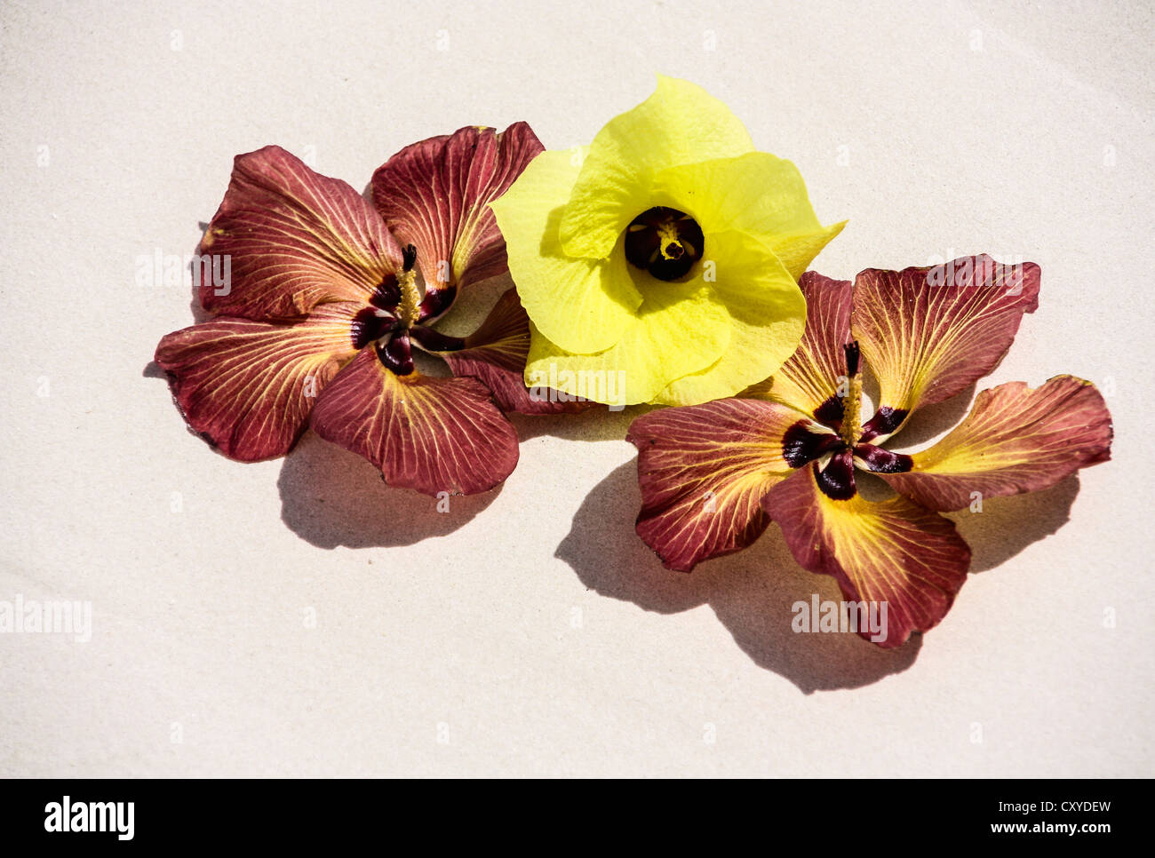Chinese Hibiscus flower (Hibiscus rosa-sinensis), Praslin, Seychelles, Indian Ocean, Africa Stock Photo