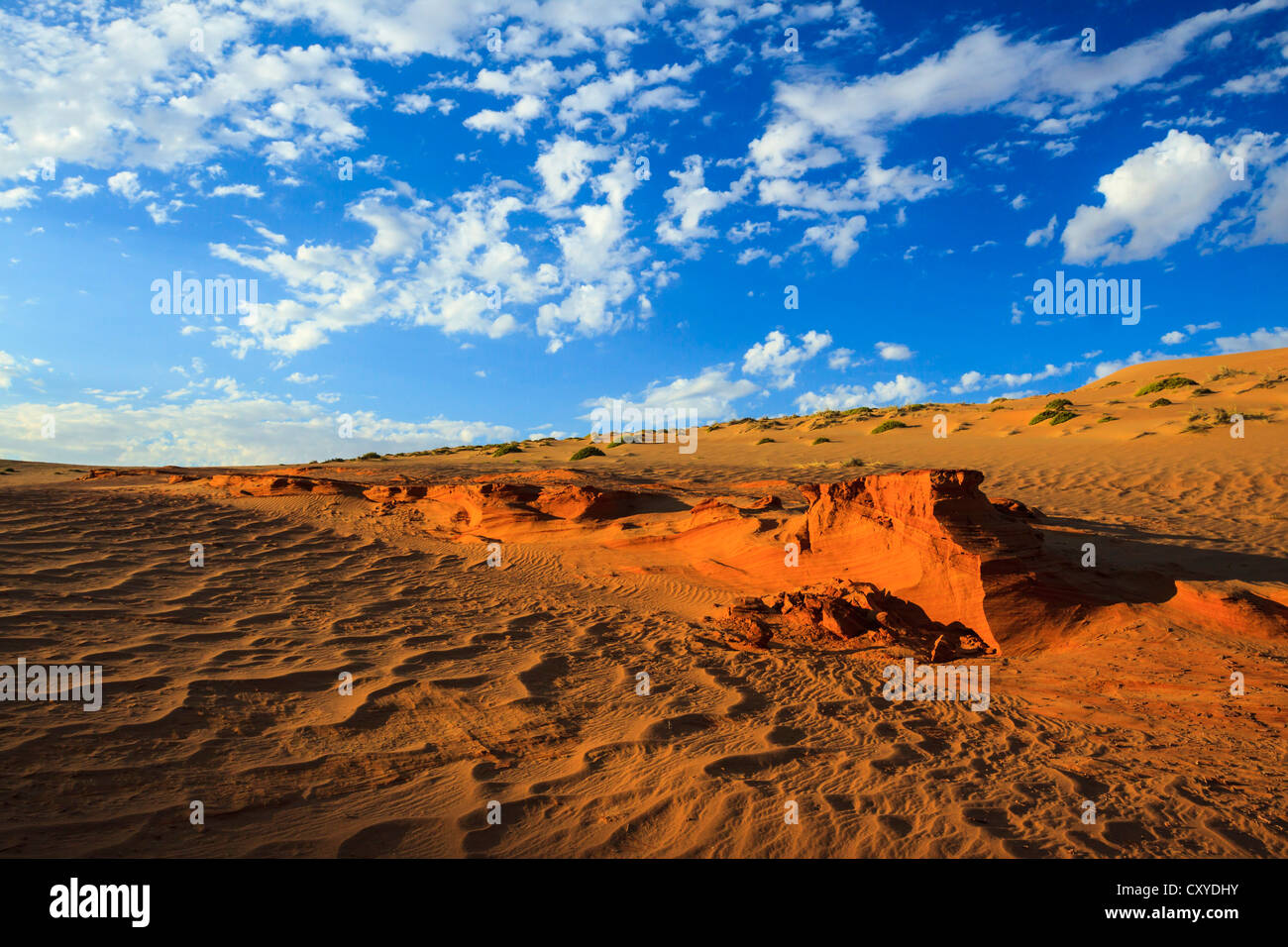 Petrified dunes, Namib Desert, Namib Naukluft Park, Namibia, Africa