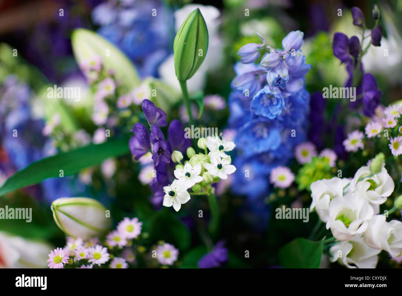 FLOWER STALL BLUE TONES Stock Photo