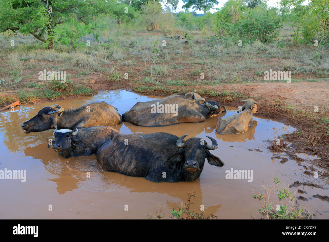 Water buffaloes bathing in a waterhole in Uda Walawe National Park, Sri Lanka. Stock Photo
