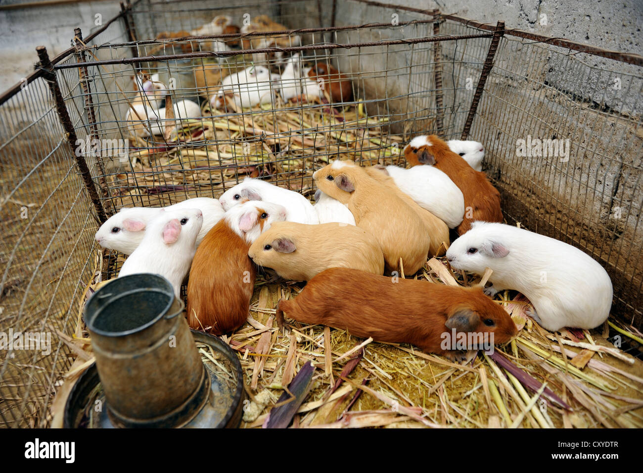 Breeding of guinea pigs (Caviinae) on a farm in the Andean highlands of Ecuador, South America Stock Photo
