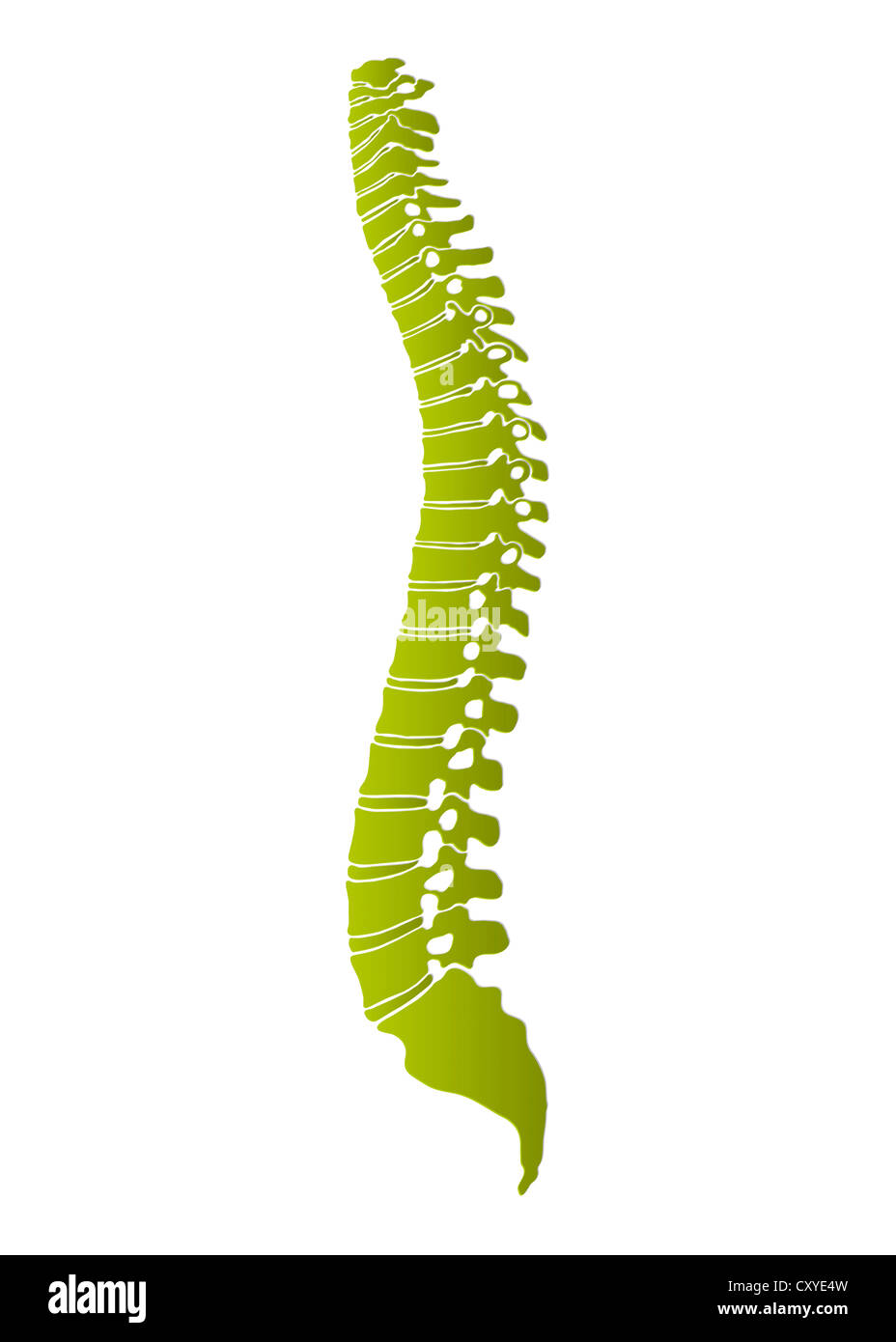 Human spine, schematic representation Stock Photo