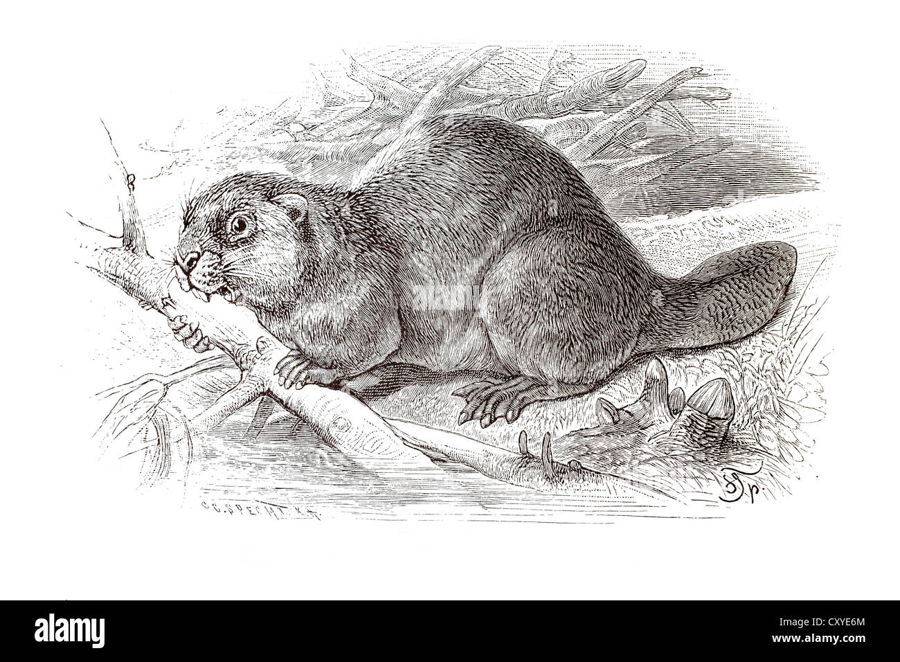 Copper engraving, beaver Stock Photo