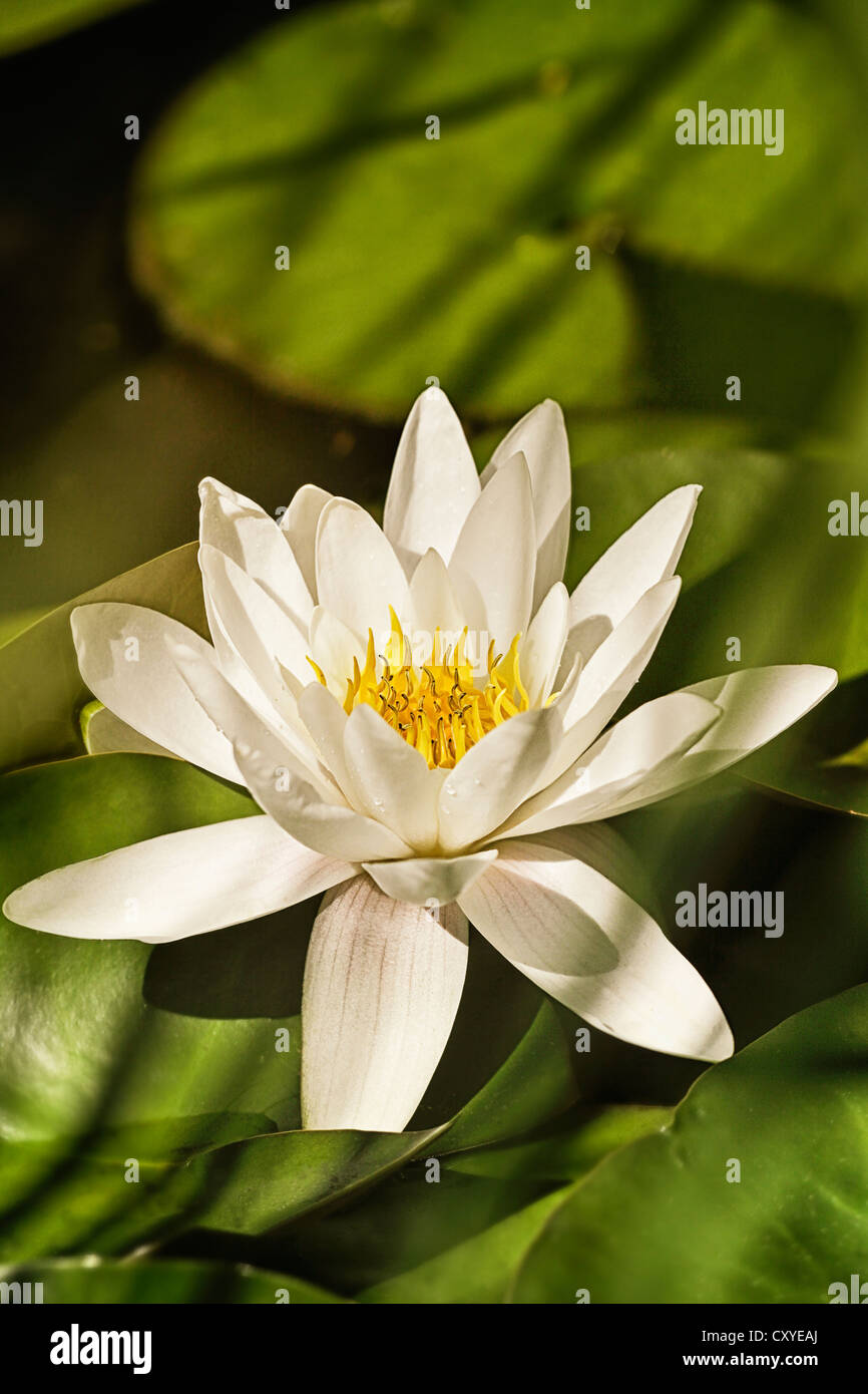 Water Lily (Nymphaea sp.), Austria, Europe Stock Photo