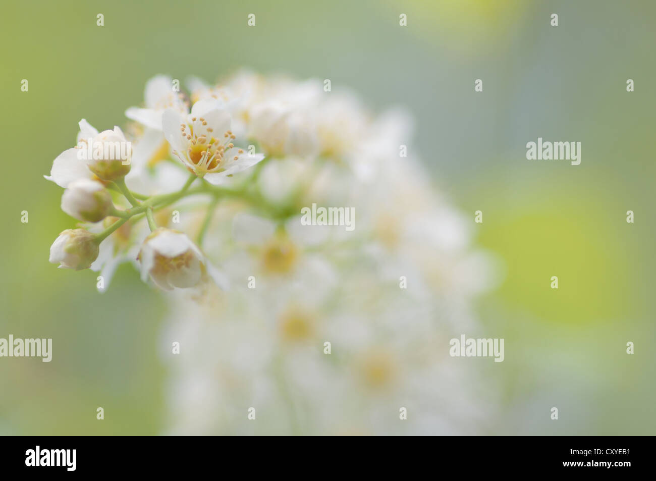 White flowers in the mist Stock Photo Alamy