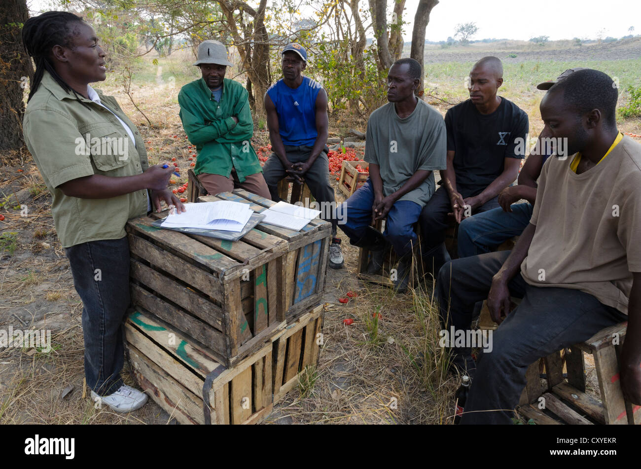 Farmers being trained by iDE NGO advisers. Kabwe. Zambia. Stock Photo