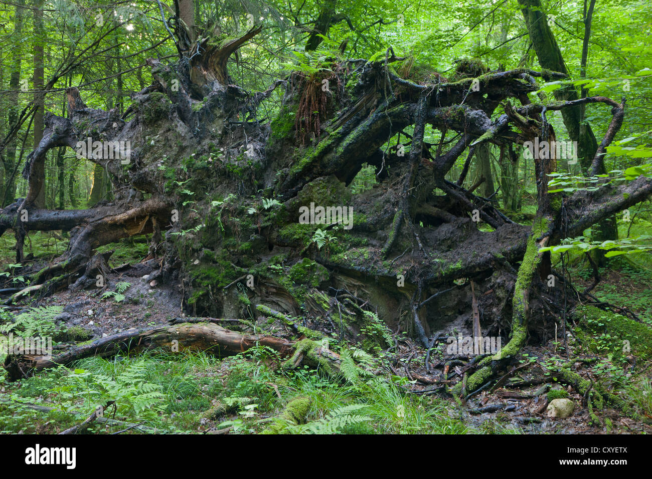 Broken tree roots partly declined against fresh green deciduous stand in most of morning Stock Photo
