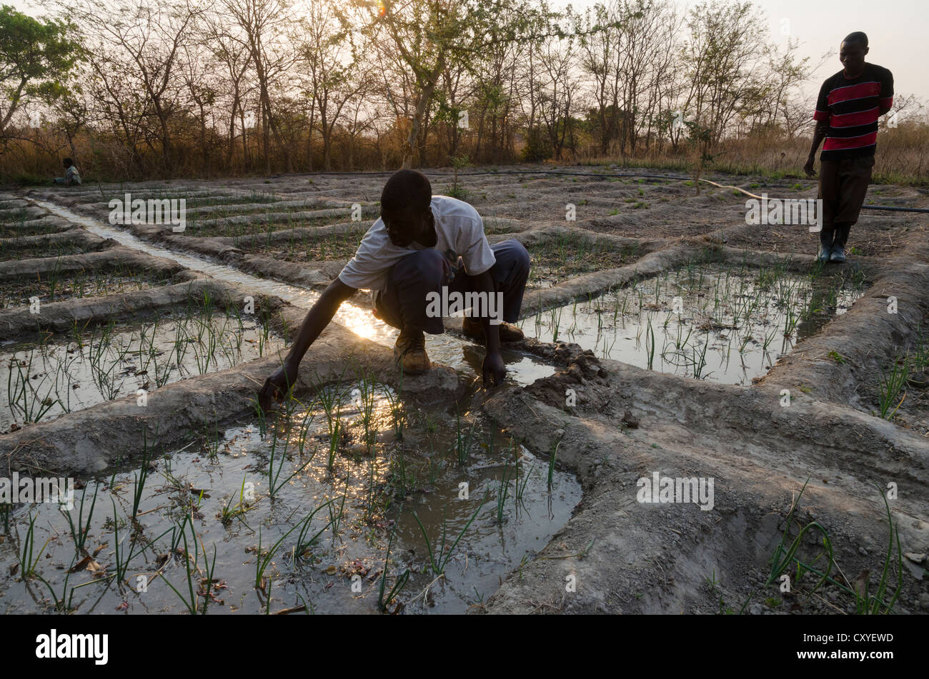 Small farmer irrigating his onion crop in sunken beds. Kabwe. Zambia