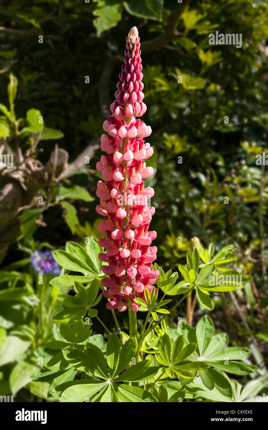 Pink lupin flower in summer garden with leaves and bushes. Stock Photo