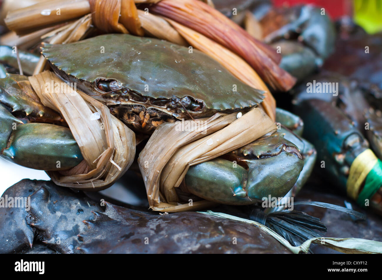 Hairy Crab, a traditional Chinese delicacy Stock Photo Alamy