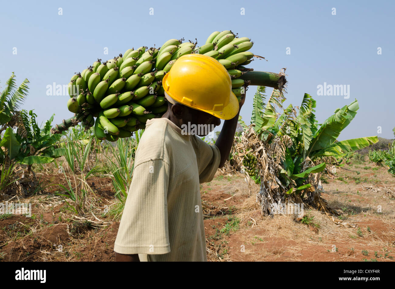 Irrigation for banana hires stock photography and images Alamy
