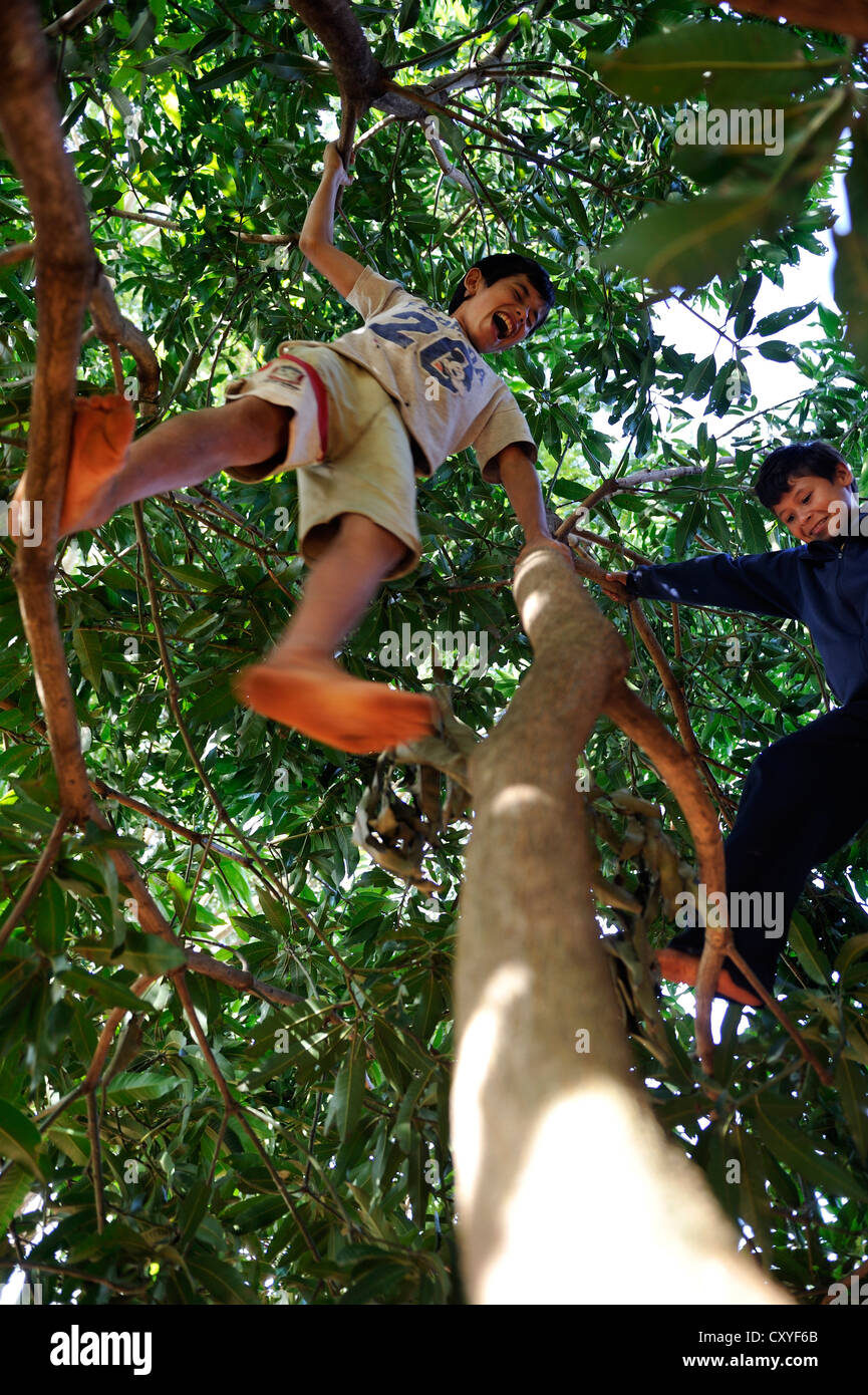 Boys climbing a tree, Comunidad Vy'a Renda, Distrito Curuguaty, Departamento Canindeyu, Paraguay, South America Stock Photo