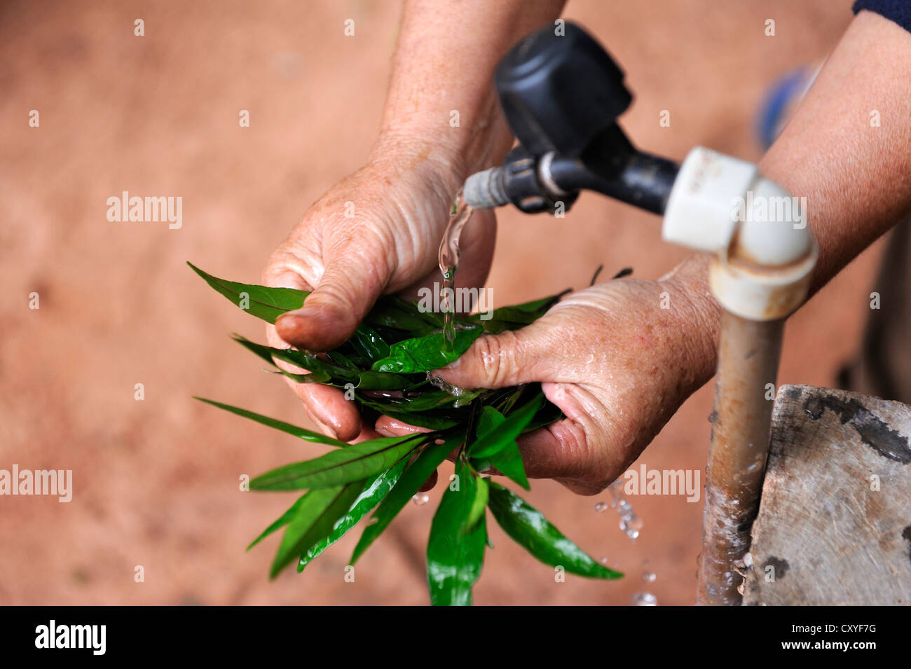 Health promoter washing leaves from which she will make a beverage containing metamizole for pain relief, natural medicine Stock Photo