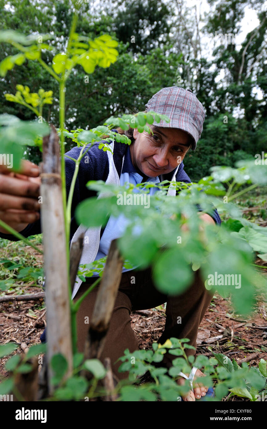 Paraguayan farmer attending to the seedling of a Moringa (Moringa oleifera) in her garden for medicinal plants Stock Photo