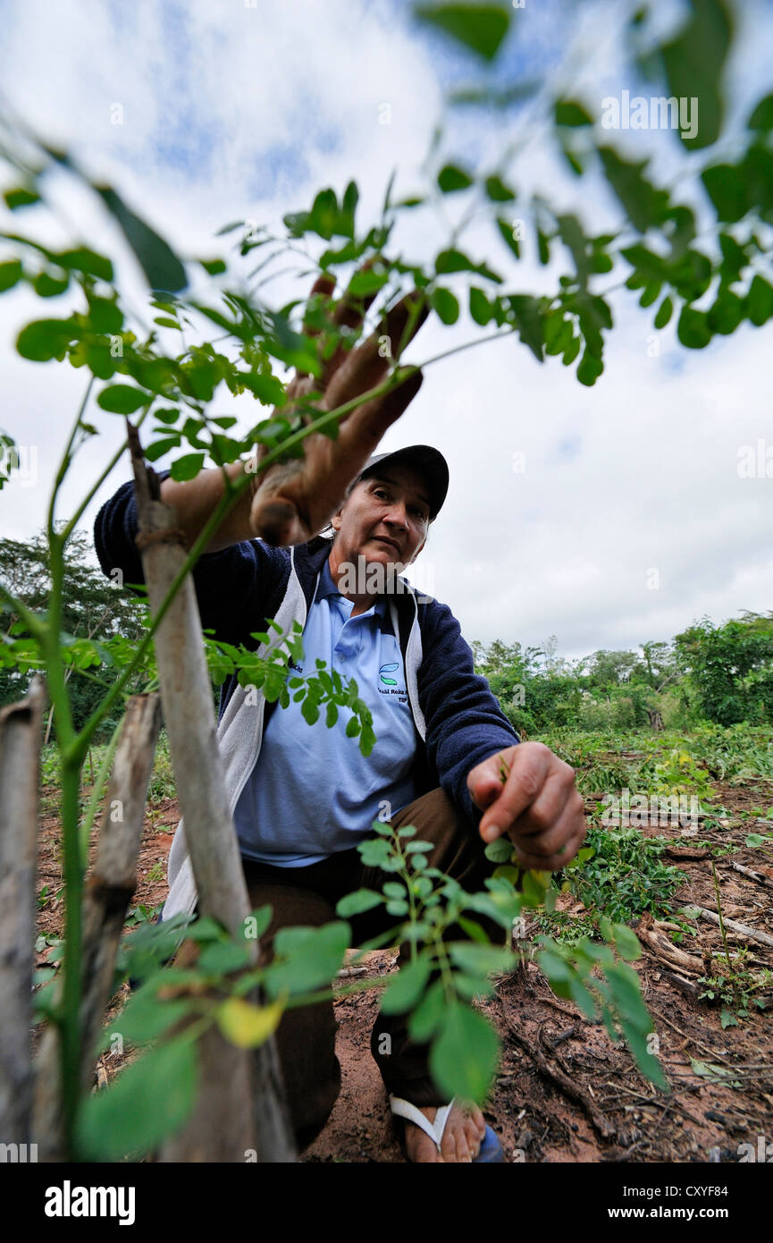 Paraguayan farmer attending to the seedling of a Moringa (Moringa oleifera) in her garden for medicinal plants Stock Photo
