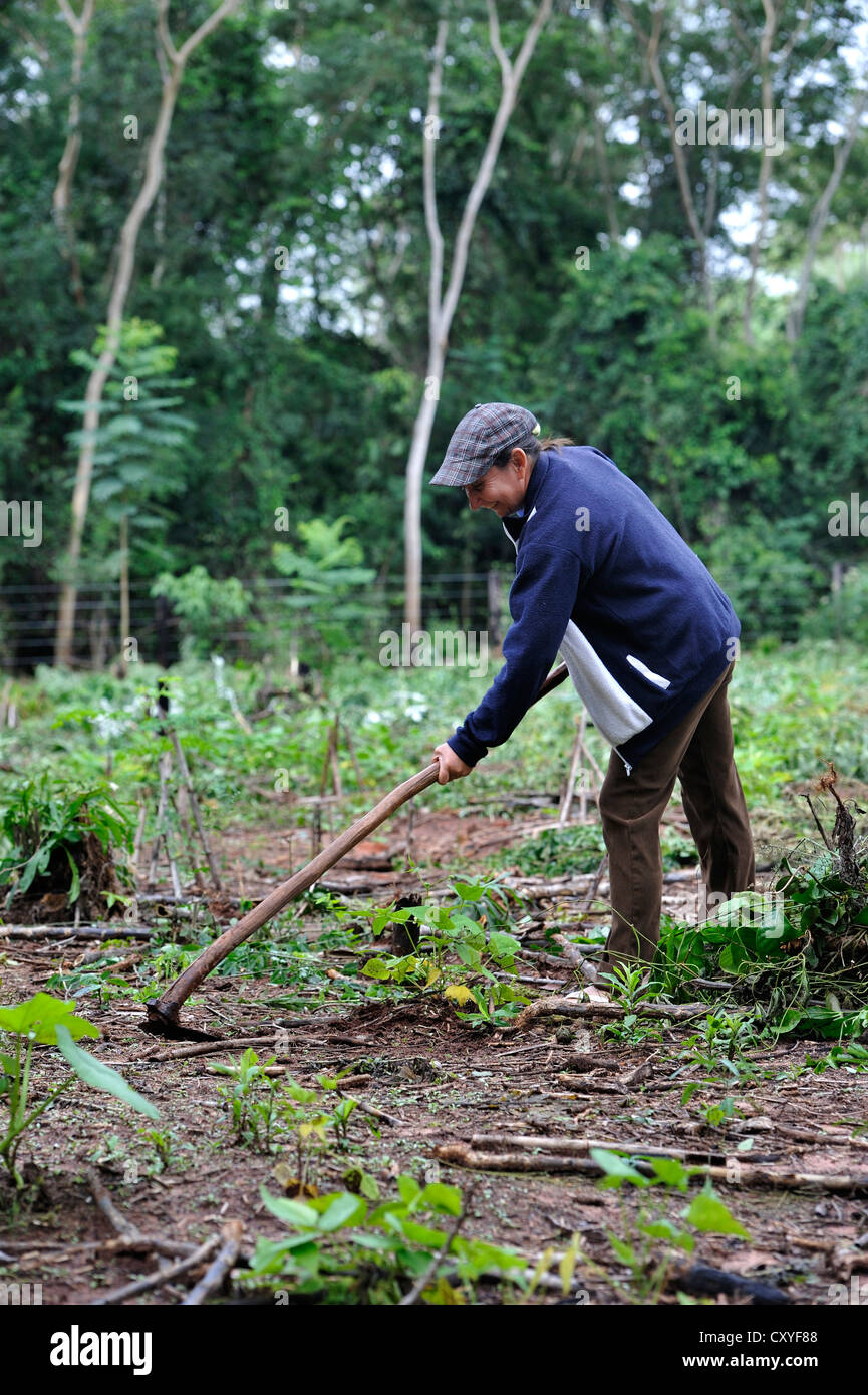 Paraguayan farmer working her garden for medicinal plants, Comunidad Mandu'ara, District Jasy Kany, Departamento Canindeyu Stock Photo