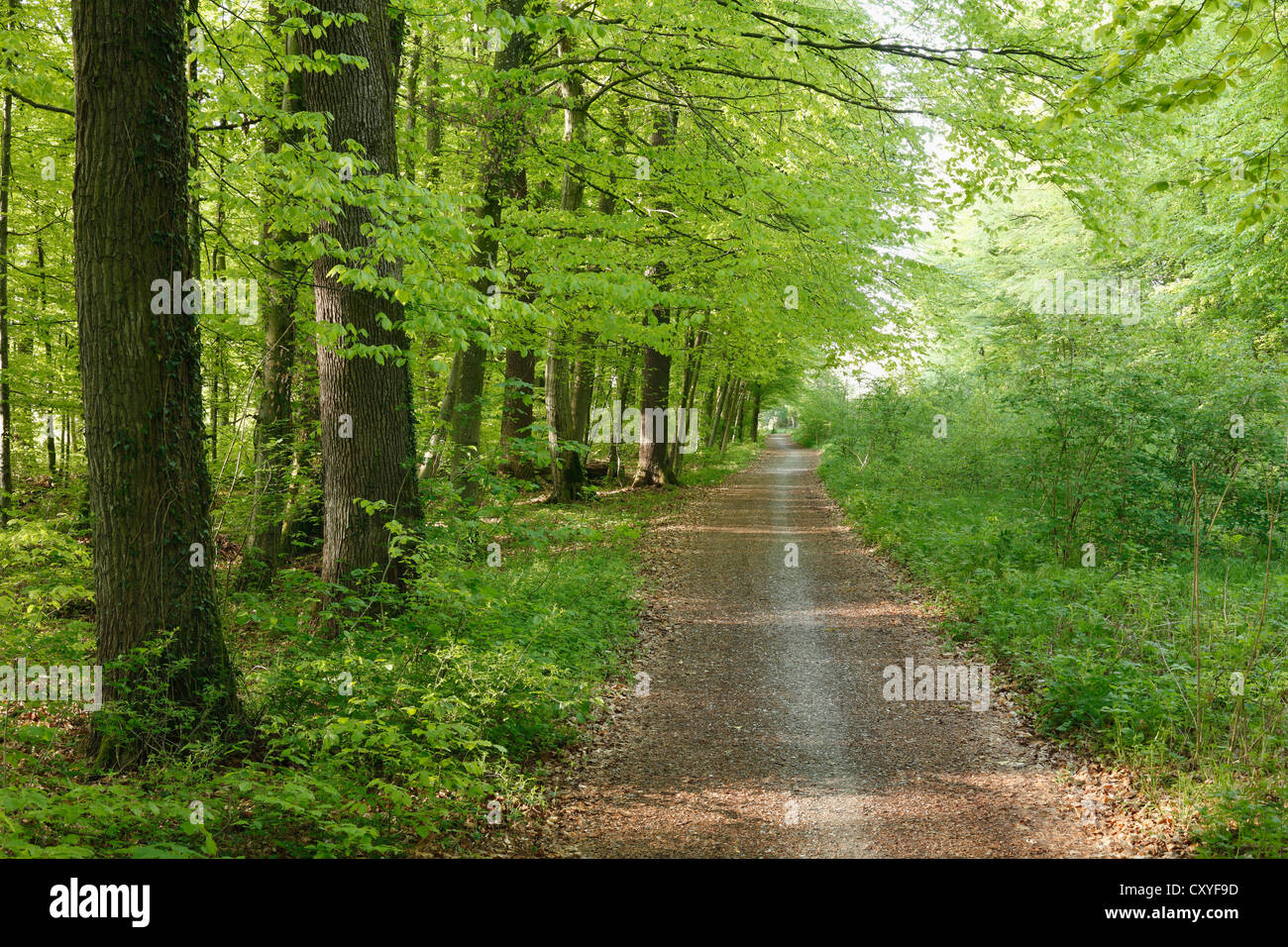 Forest roat through a deciduous forest, Seeholz Nature Reserve at ...