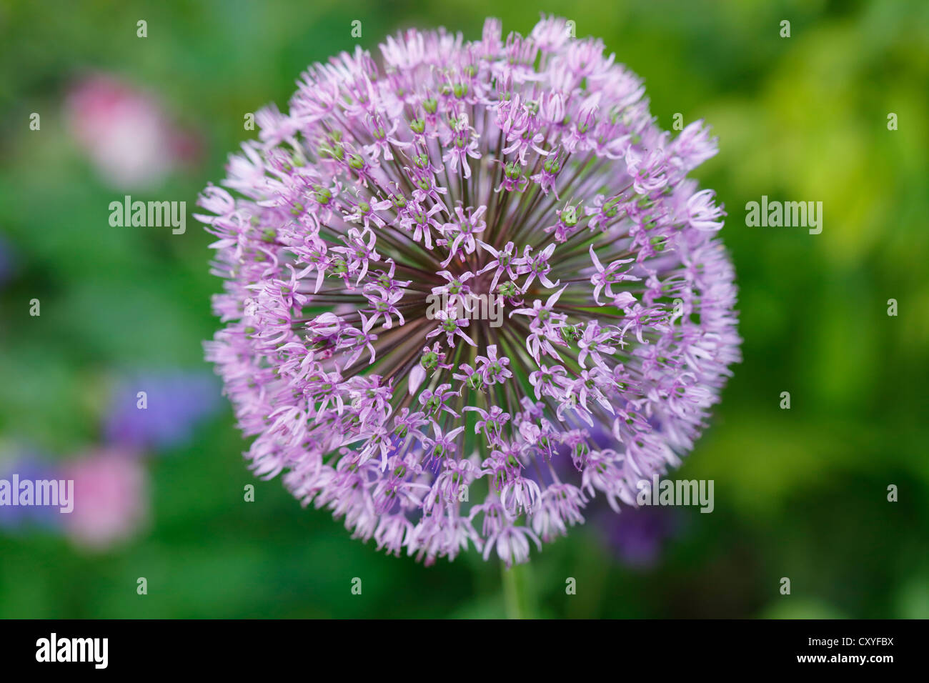 Flowering onion (Allium aflatunense), garden plant, Bavaria Stock Photo