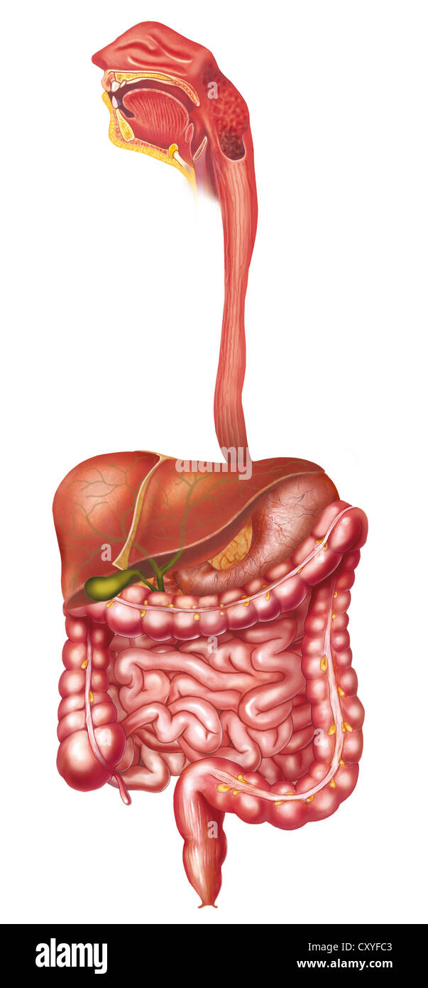 Anatomy of the digestive system Stock Photo Alamy