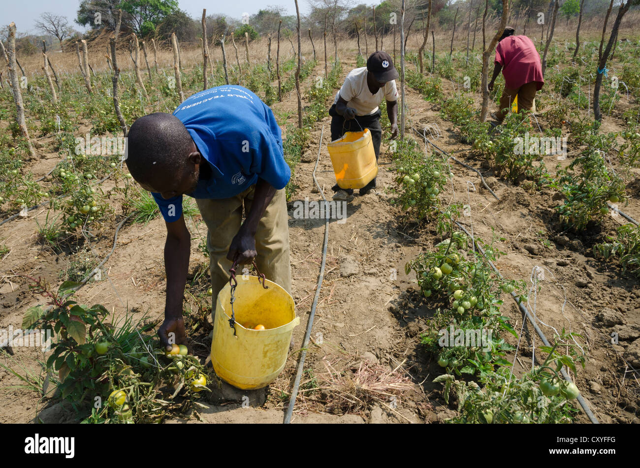 Small farmers picking tomato crop. Kabwe. Zambia Stock Photo Alamy