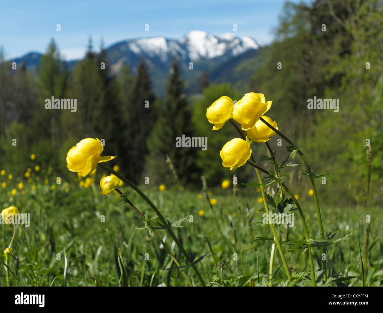 Globe flower (Trollius europaeus), Tegernsee valley, Upper Bavaria, Bavaria Stock Photo