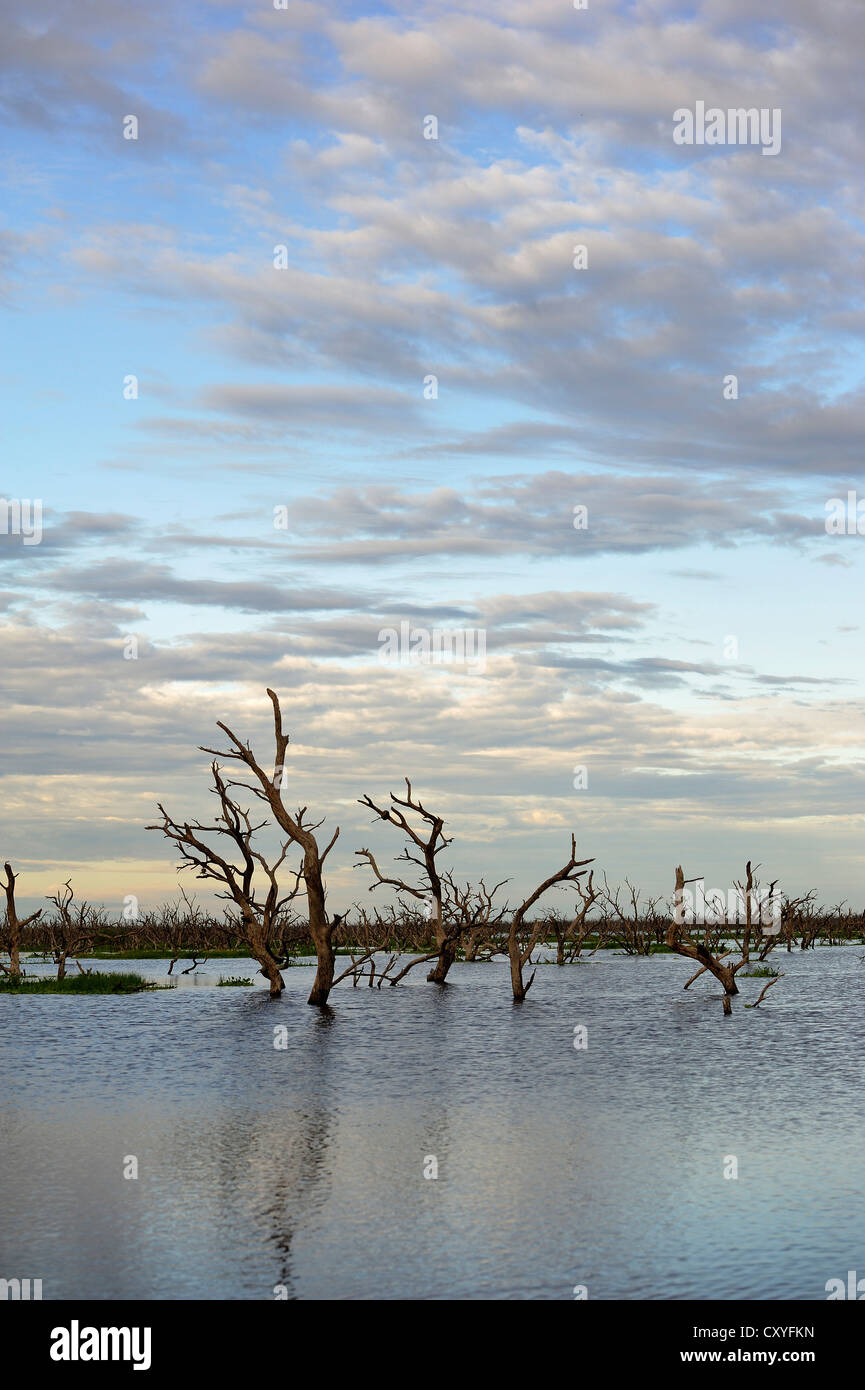Dead trees in flooded areas caused by a road construction project supported by the Inter-American Development Bank, IDB, on the Stock Photo