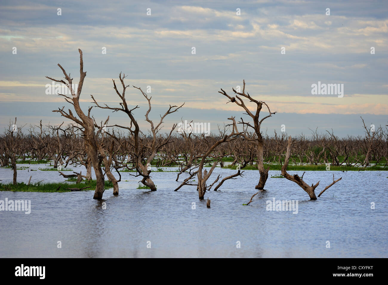 Dead trees in flooded areas caused by a road construction project supported by the Inter-American Development Bank, IDB, on the Stock Photo