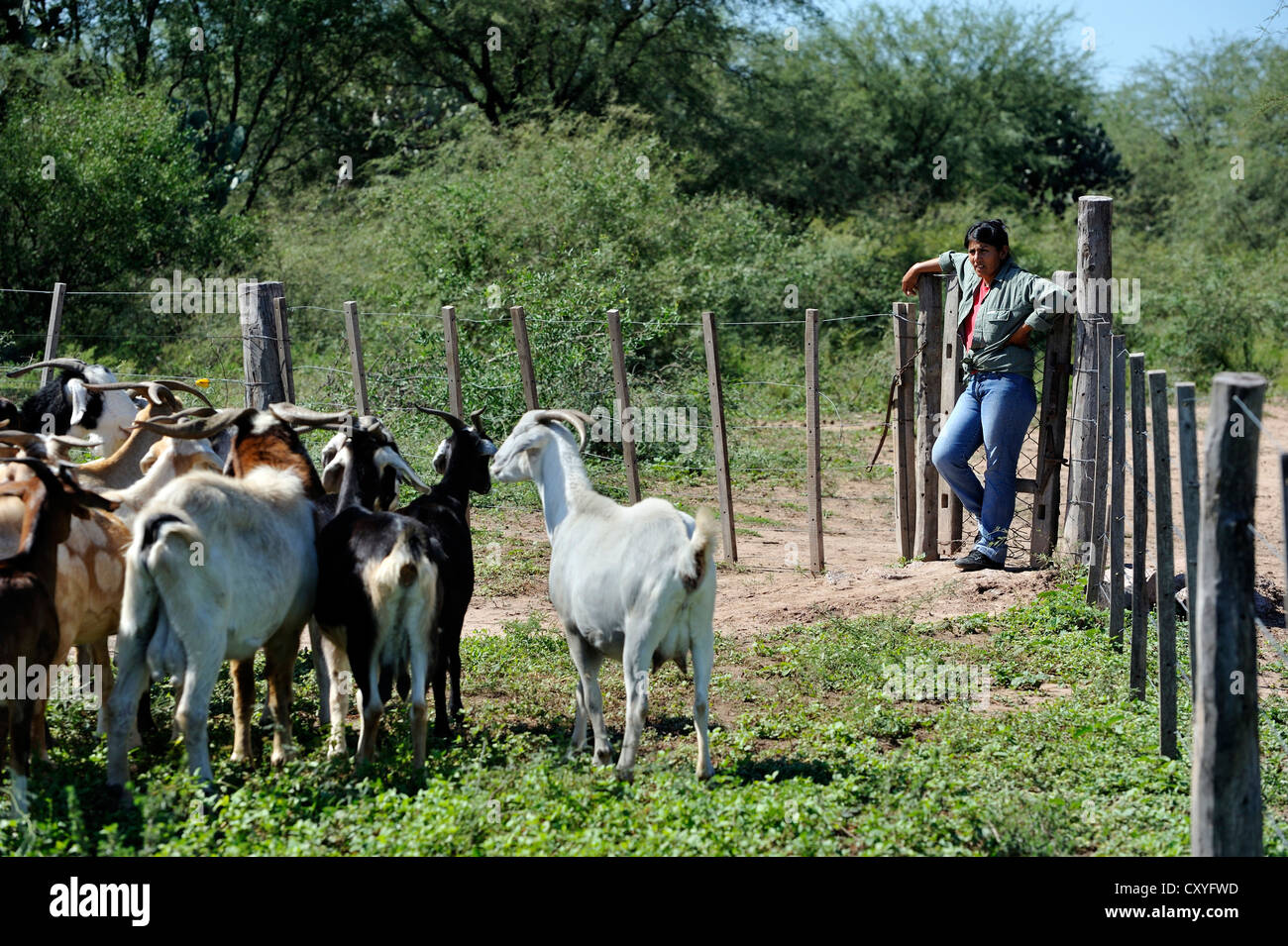 Smallholder with a herd of goats, Gran Chaco, Santiago del Estero Province, Argentina, South America Stock Photo