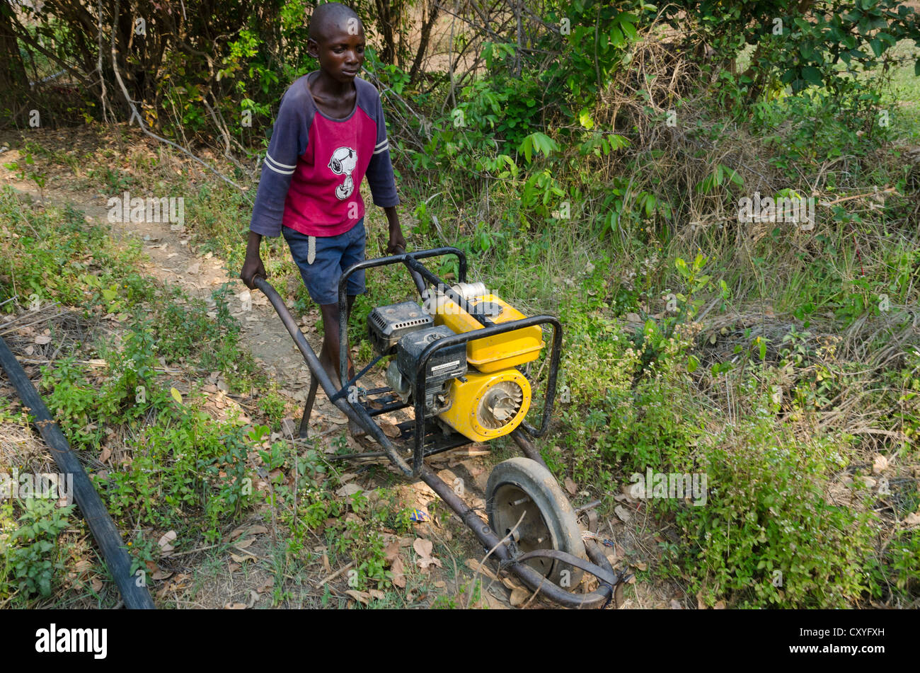 Use of small pumps for crop irrigation. Chibombo. Zambia. Stock Photo