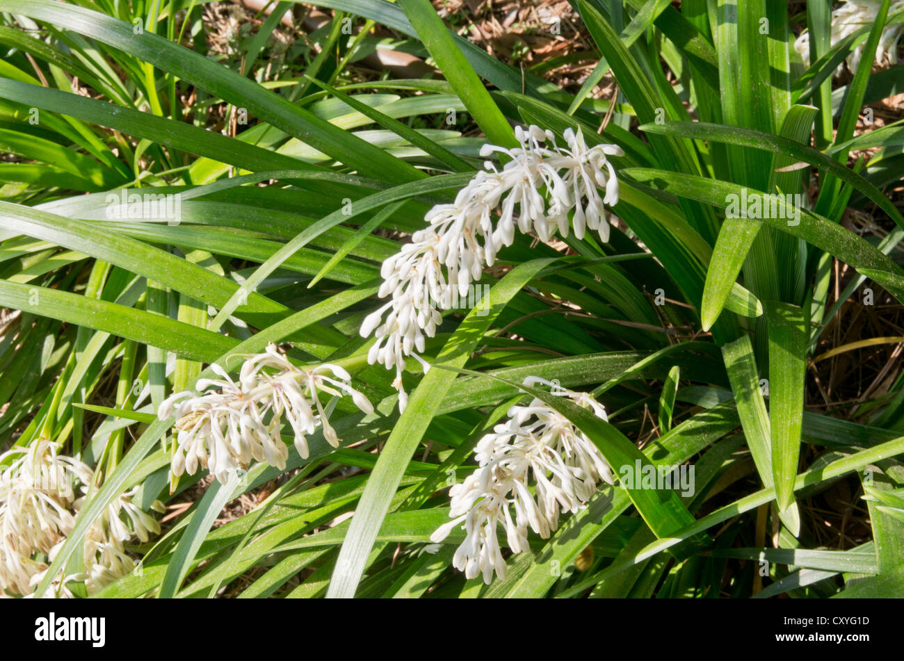 Ophiopogon Japonicus growing in Cap Roig botanical garden Stock Photo