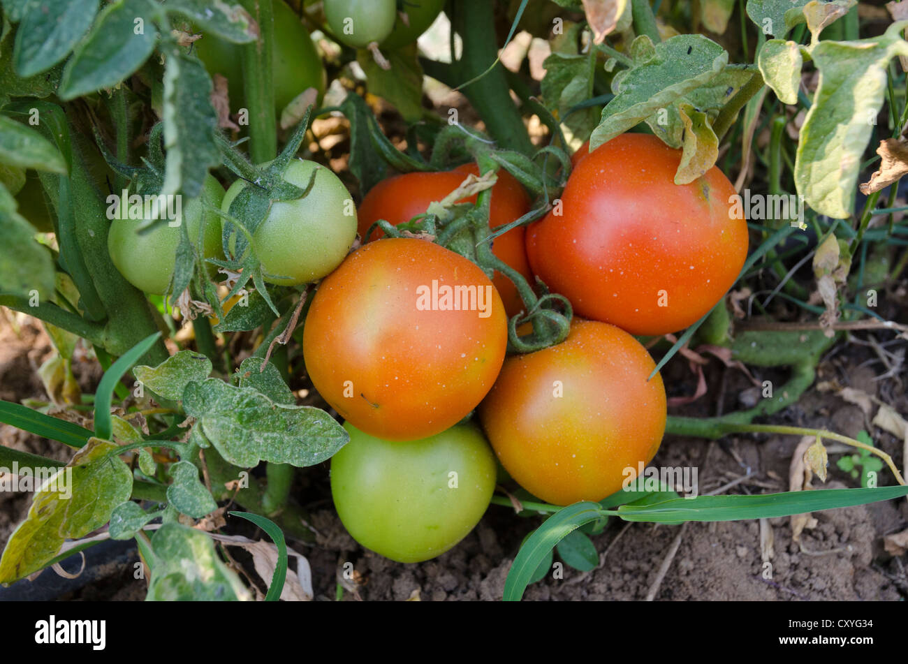 Irrigation tomato field hires stock photography and images Alamy