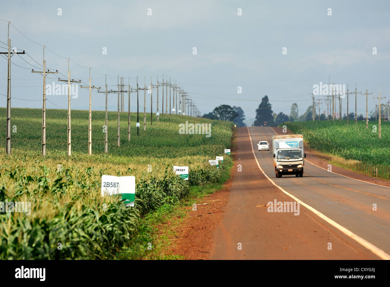 Street lined with cornfields, genetically modified corn, monoculture cropping of a large-scale landowner, Alto Parana, Paraguay Stock Photo