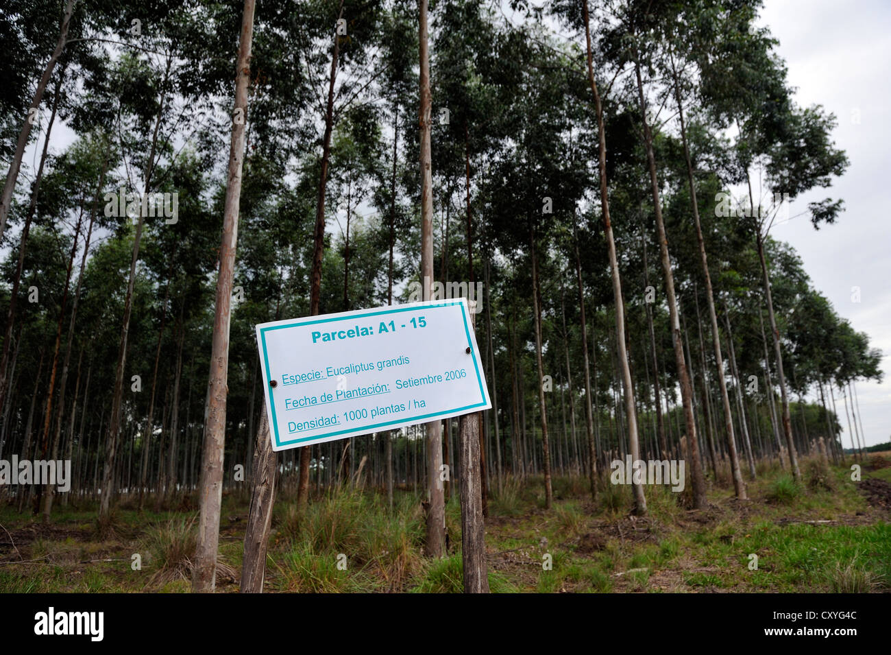 Flooded gum trees, rose gum trees (Eucalyptus grandis), gum tree plantation, Alto Parana, Paraguay, South America Stock Photo