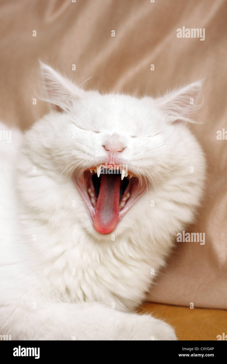 Persian cat yawning Stock Photo Alamy