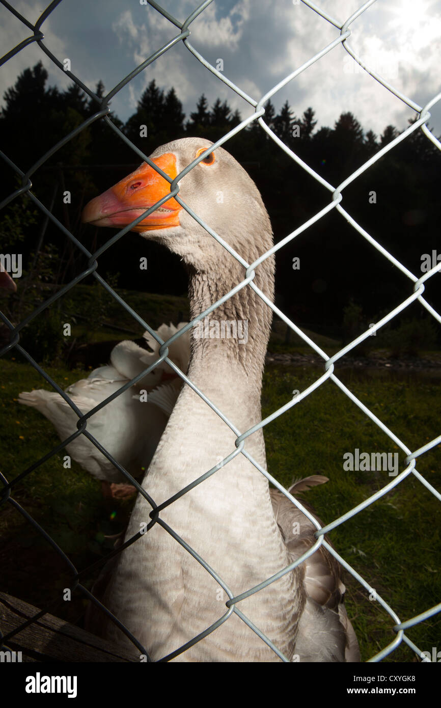 Duck behind a chain-link fence Stock Photo