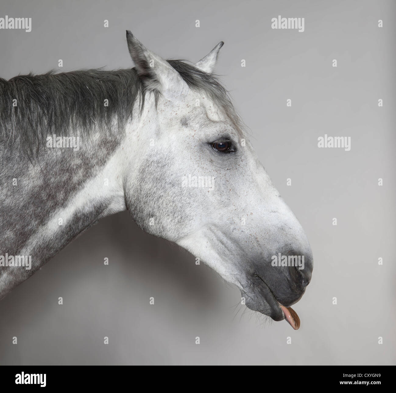 Grey horse, portrait Stock Photo