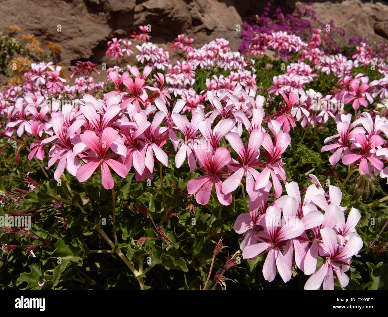 Geranium, Pelagonium or Storksbill (Pelargonium sp.), La Gomera, Canary Islands, Spain, Europe Stock Photo