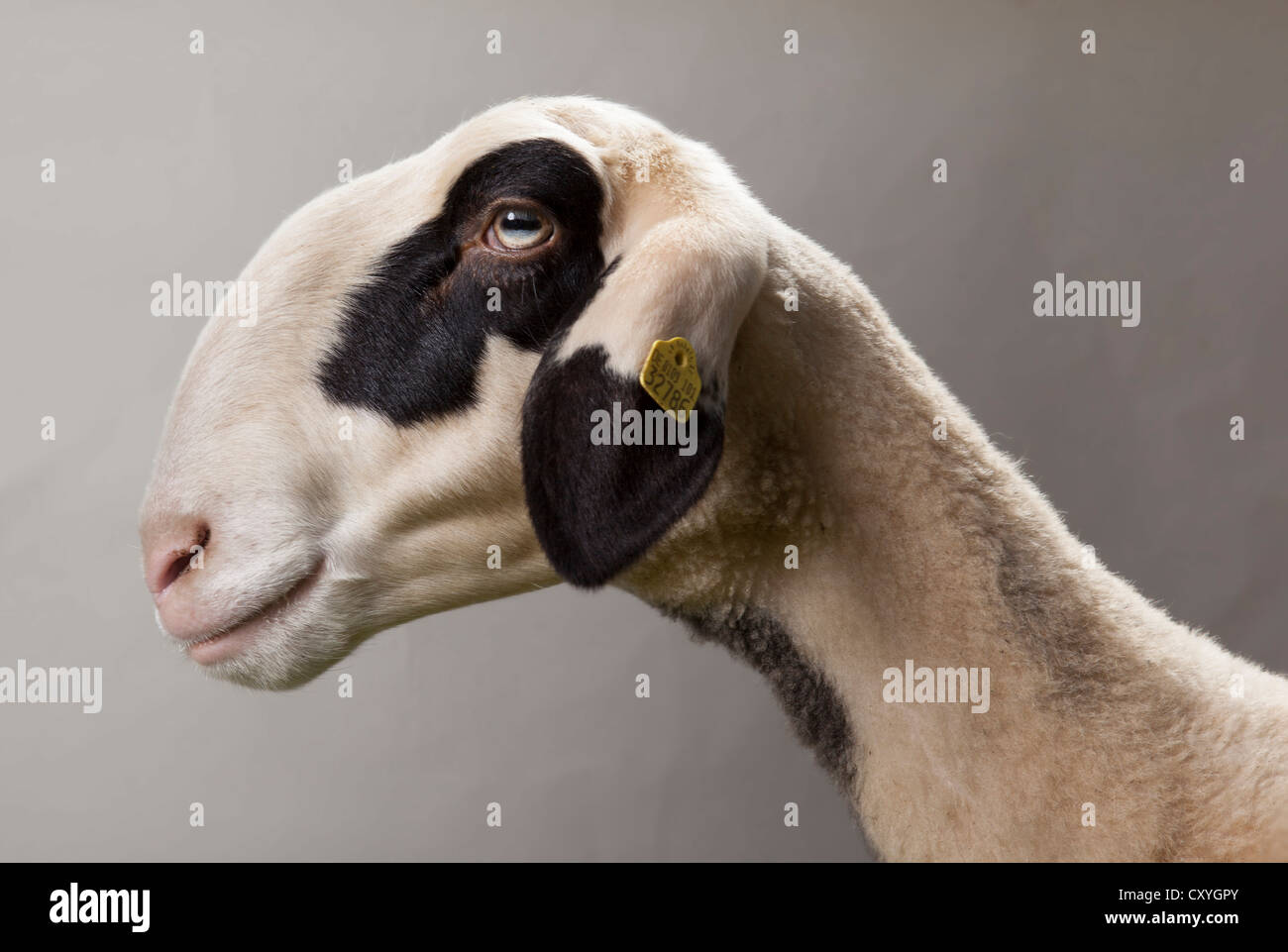 Sheep, portrait Stock Photo
