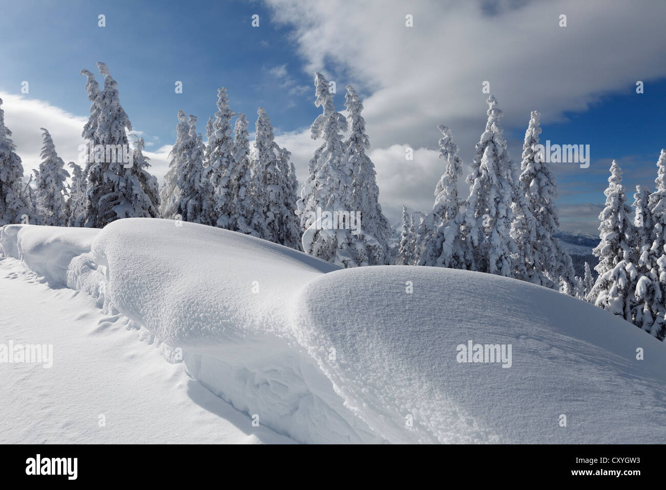 Wintry forest, Gasslhoehe, Reiteralm alp, Salzburg, Styria, Austria, Europe Stock Photo