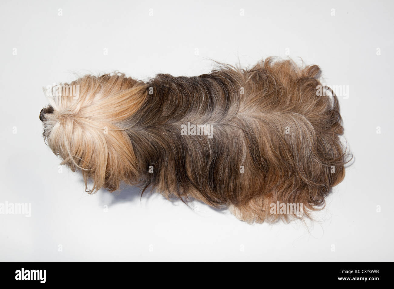 Do Dogs With Long Hair Get Hotter