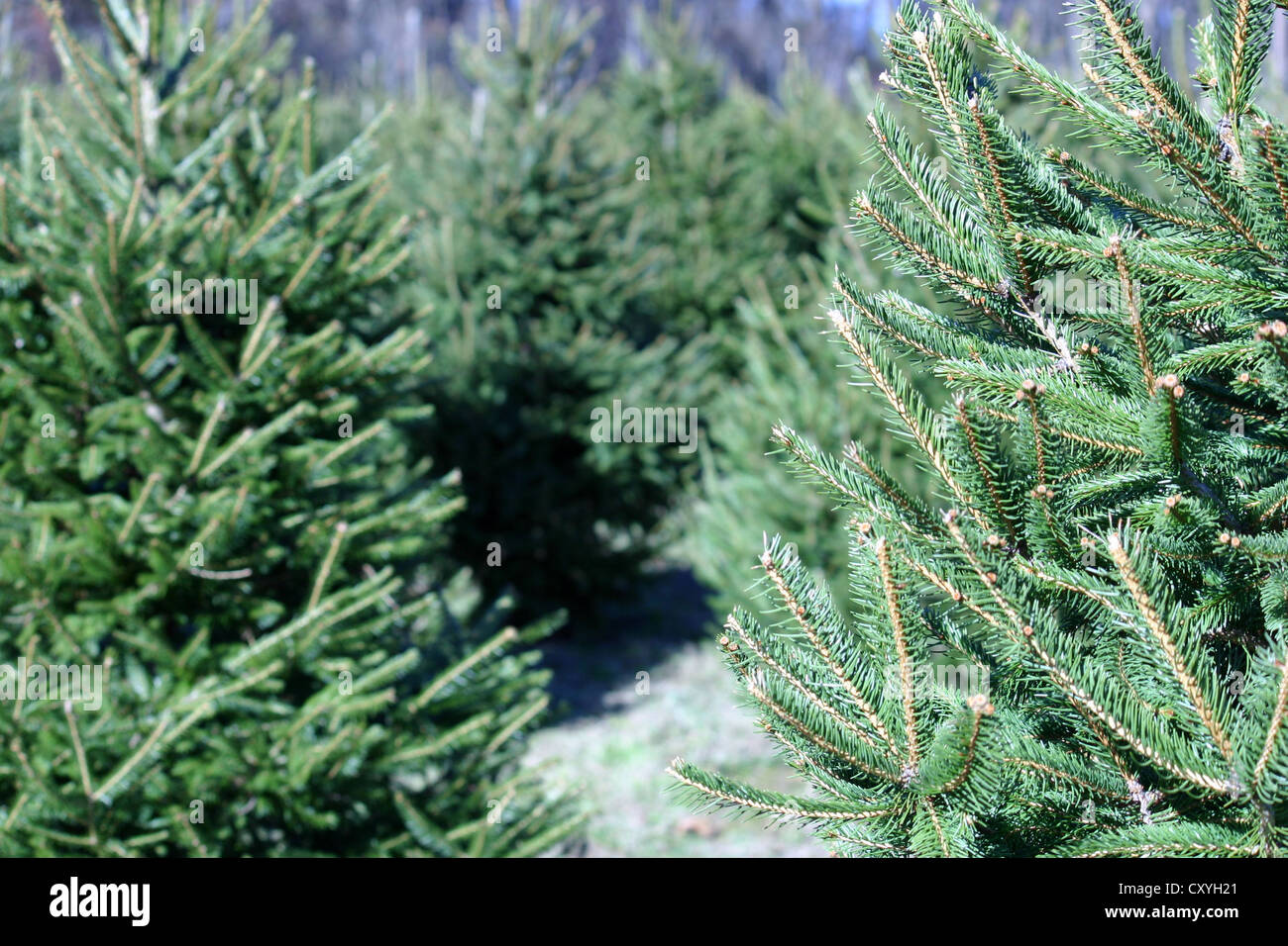 A Christmas Tree farm in the country Stock Photo