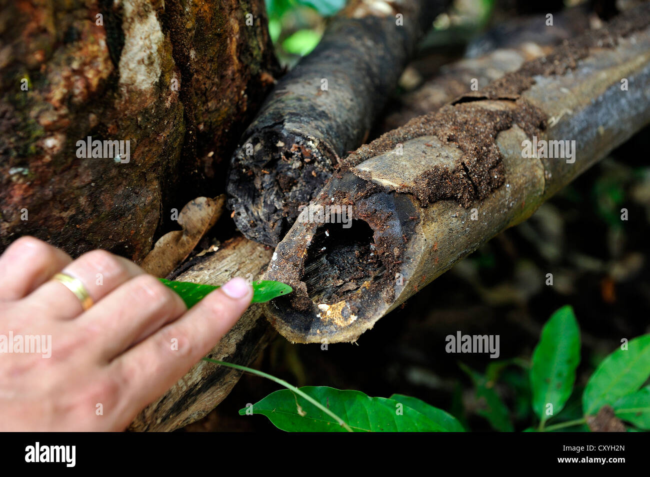 Hand pointing towards ants in rotting bamboo, Amazon rainforest, Belem
