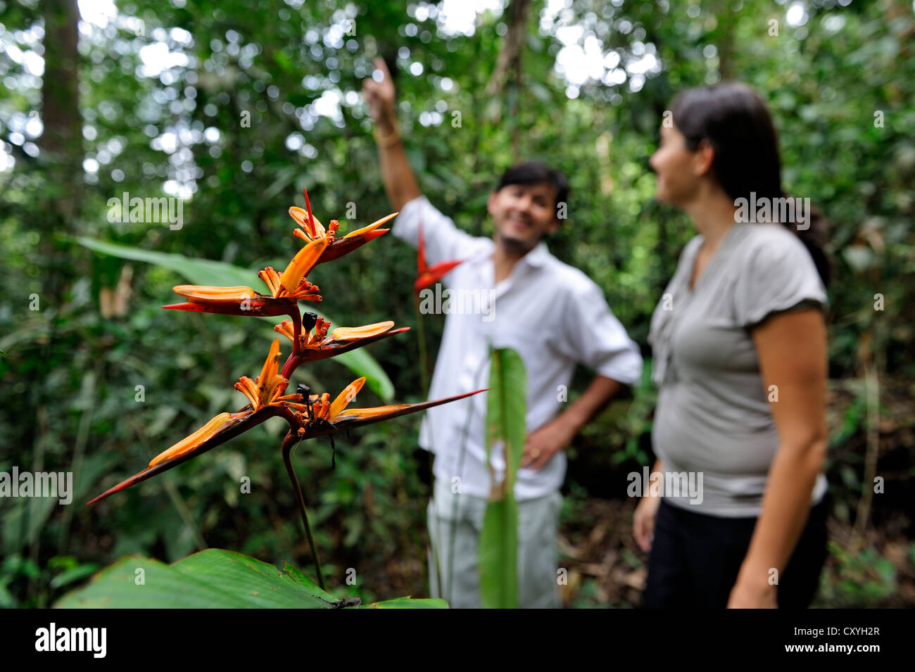 Forestry experts in the Amazon rainforest, a flowering heliconia (Heliconia), Belem, state of Para, Brazil, South America Stock Photo