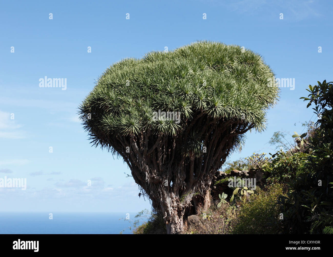 Canary Islands Dragon Tree (Dracaena draco), El Tablado, La Palma, Canary Islands, Spain, Europe Stock Photo