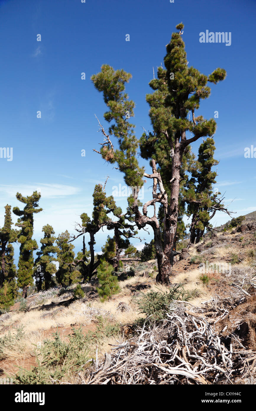 Bushfire-damaged pines, Cumbre Nueva, La Palma, Canary Islands, Spain, Europe Stock Photo