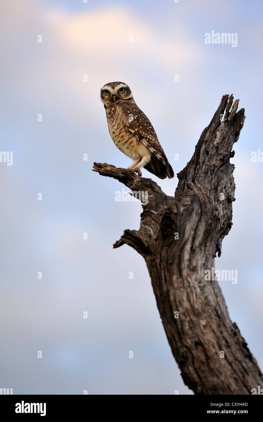 Chaco Owl (Strix chacoensis), on a dead tree, Province of Chaco, Argentina South America Stock Photo
