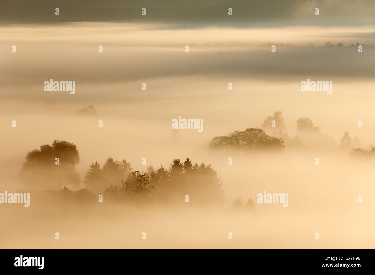Morning fog over Loisach Moor or Loisach-Kochelsee-Moor, Blaues Land region, Upper Bavaria, Bavaria Stock Photo