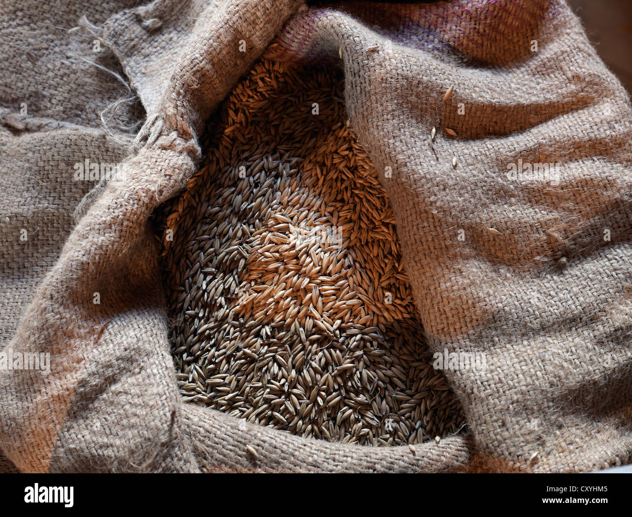 Open bag of wheat grains on a hand truck, Bardowick, Lueneburg Heath